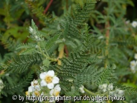 Chamaebattiara millefolium