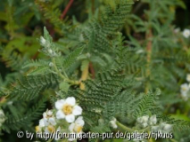 Chamaebattiara millefolium