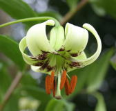 Lilium poilanei