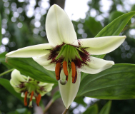 Lilium poilanei