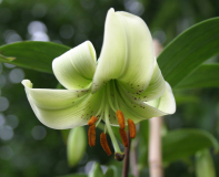 Lilium poilanei
