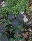 Thalictrum ichangense 'Purple Mable'
