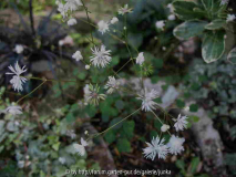 Thalictrum urbainii