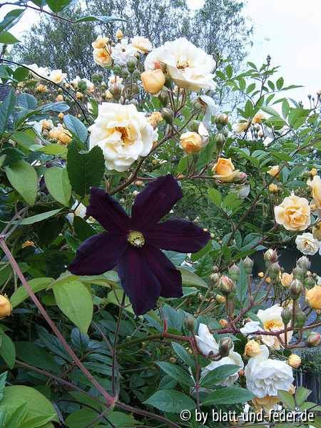 Clematis Romantika
