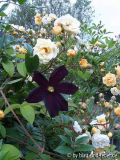 Clematis Romantika