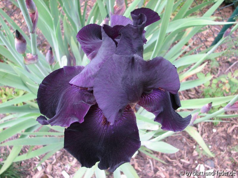 Iris Interpol