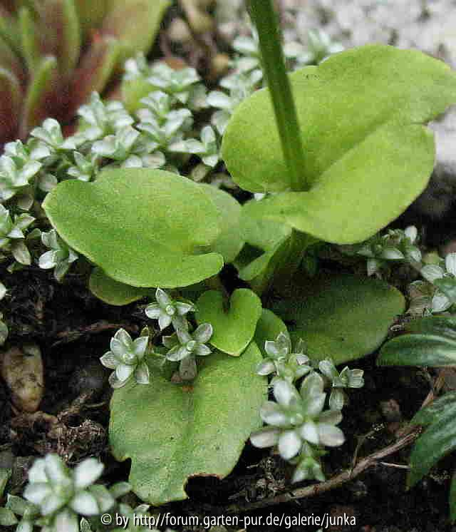 Parnassia ???