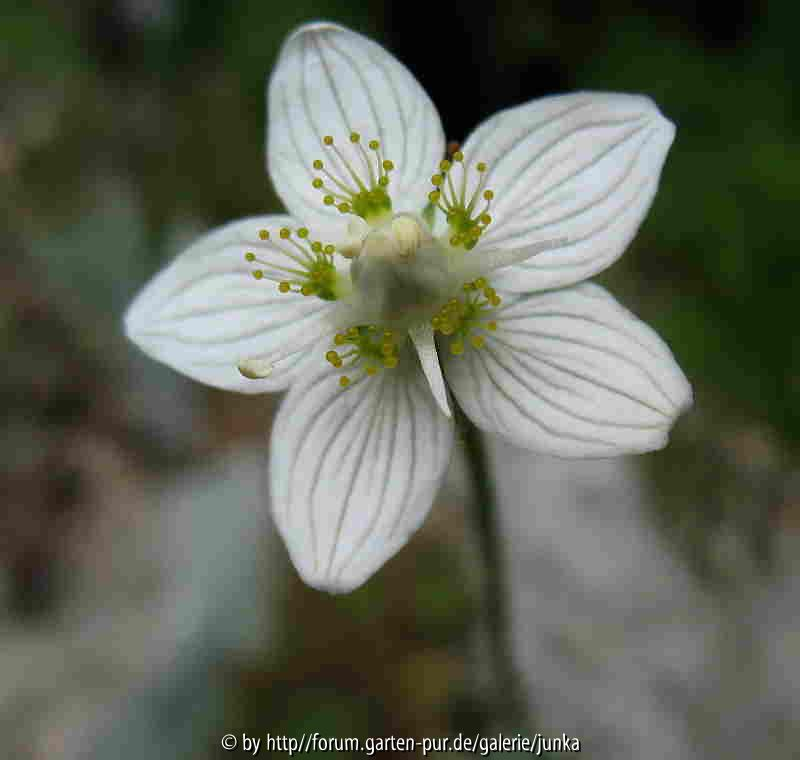 Parnassia ? Blüte