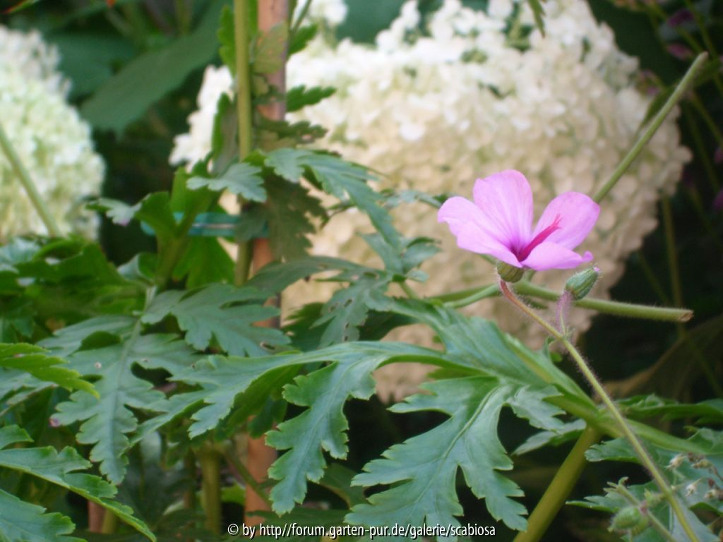 Geranium canariensis