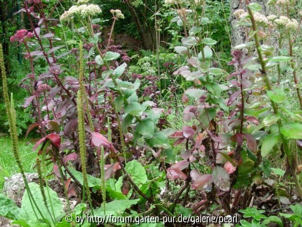 Sedum telephium an Birke 3