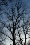 Wintersilhouette 01 vor blau