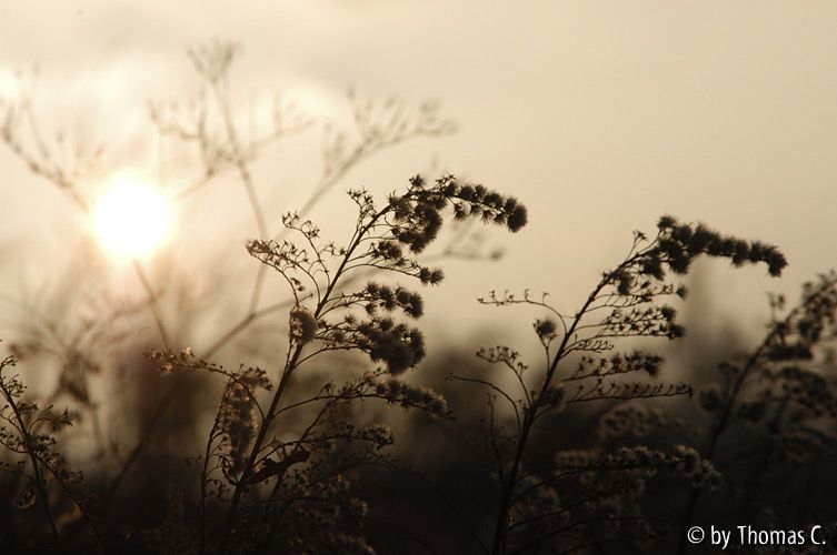 Wintersilhouette 02 vor goldgelb