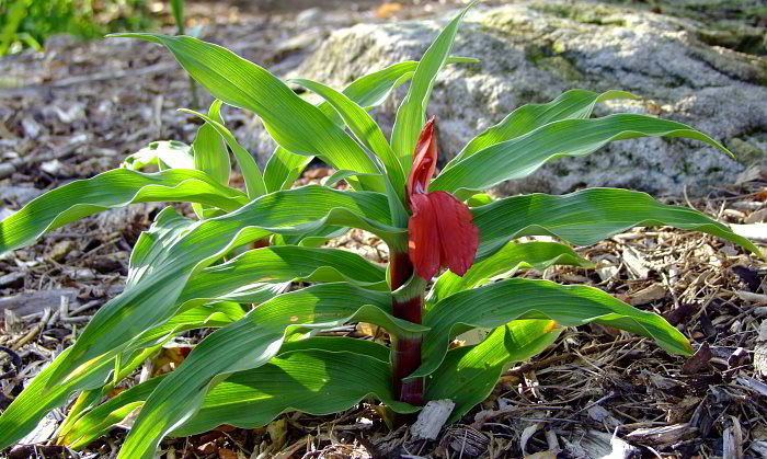 Roscoea purpurea 'Red Gurkha'