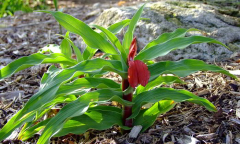 Roscoea purpurea 'Red Gurkha'