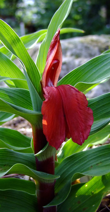 Roscoea purpurea 'Red Gurkha'