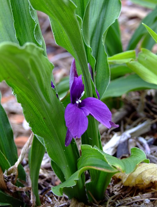 Roscoea schneideriana