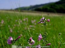Wiese 02