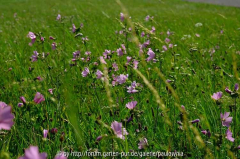 Wiese 029