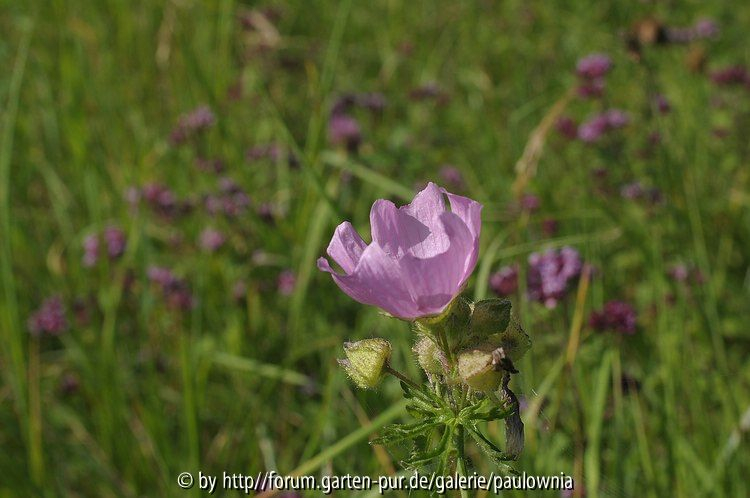 Wiese 023