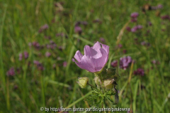 Wiese 023