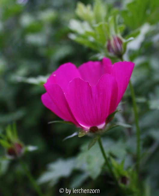 Mohnmalve (Callirhoe involucrata)