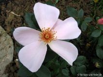 Petit Papillon 2-2011
