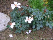 Petit Papillon 1-2011