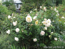 Crocus Rose August 2011
