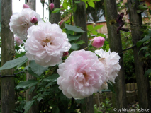 Blush Noisette August 2011