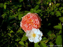 Abraham Darby + Moonlight