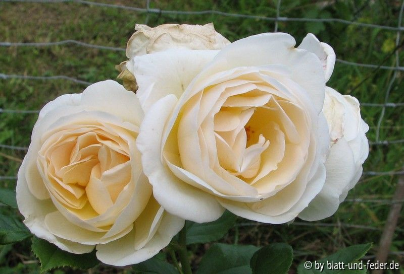 Uetersener Klosterrose 2-2011