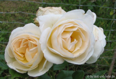 Uetersener Klosterrose 2-2011