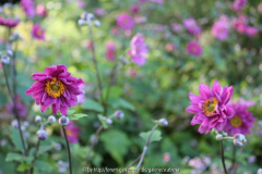 Anemone jap. hybr. 'Bressingham glow'
