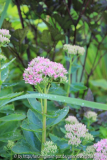 Sedum spectabile 'Carl'