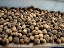 Granola 2011