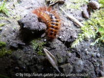 haariges Etwas
