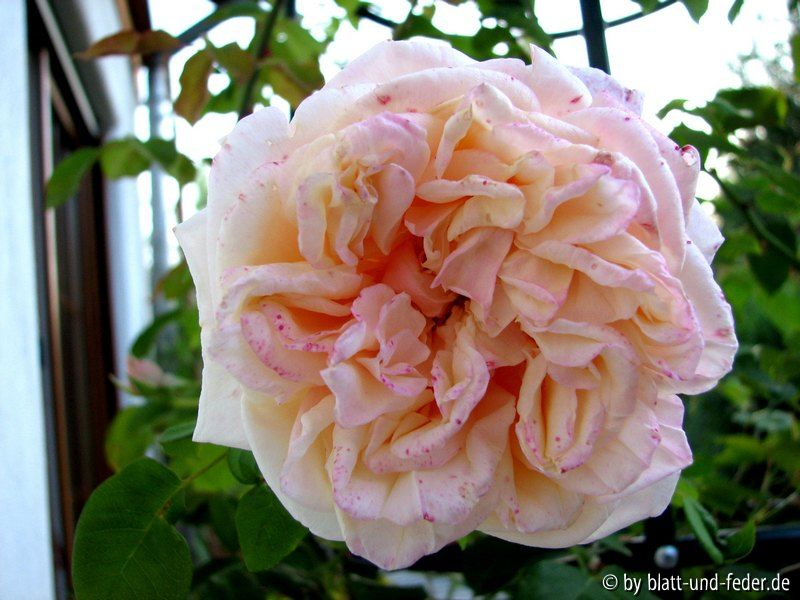 Gloire de Dijon 4-2011