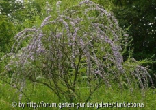 Buddleja alternifolia