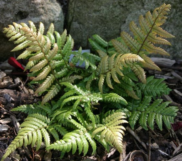 Dryopteris lepidopoda