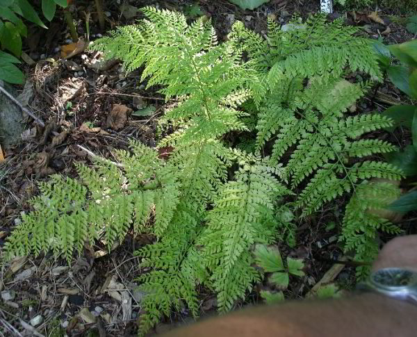 Arachnioides standishii