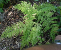 Arachnioides standishii