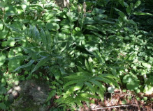 Coniogramme emeiensis