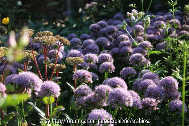 Allium-kantiger Lauch