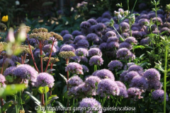 Allium-kantiger Lauch