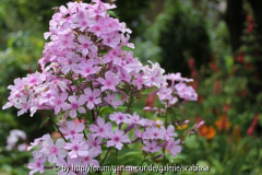Phlox 'Lichtspel'