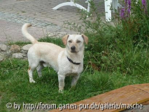 hunde