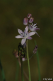 Scilla autumnalis 20110816.jpg