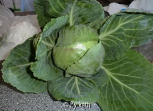 weißkohl.jpg