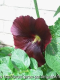 schwarze Stockrose.jpg