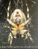 Spinne